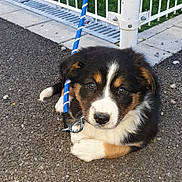 Nala a rejoint le concours — aidez-le/la à gagner de superbes lots ! puppy, dog, leash, asphalt, fence, outdoor, pet, animal, cute, tricolor, young, sitting, collar, blue_leash, curious, fur, ears, face, nose, whiskers