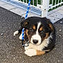 puppy, dog, leash, asphalt, fence, outdoor, pet, animal, cute, tricolor, young, sitting, collar, blue_leash, curious, fur, ears, face, nose, whiskers