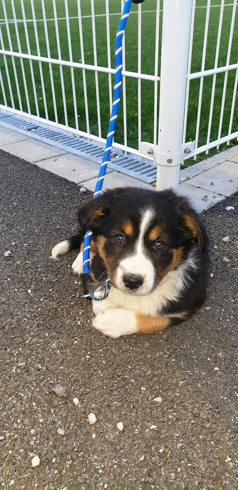 Nala a rejoint le concours — aidez-le/la à gagner de superbes lots ! puppy, dog, leash, asphalt, fence, outdoor, pet, animal, cute, tricolor, young, sitting, collar, blue_leash, curious, fur, ears, face, nose, whiskers