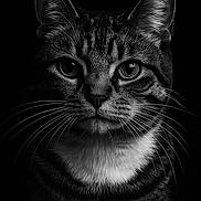 Fred joined the competition — help win amazing prizes! cat, tabby, close_up, black_and_white, portrait, whiskers, ears, feline, animal, pet, fur, face, eyes, nose, striped, muzzle, mustache, dark_background, studio_lighting, expression