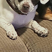 Max joined the competition — help win amazing prizes! dog, puppy, spotted, ears, couch, furniture, indoor, pet, animal, lying_down, brown, white, collar, closeup, cute, companion, domestic, relaxing, looking, friend