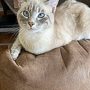 Ashykins is registered to the contest to win money with this photo: cat, blue_eyes, feline, indoor, cushion, brown, relaxed, fur, whiskers, ears, table, chair, cardboard_box, home, pet, animal, mammal, resting, close_up, domestic