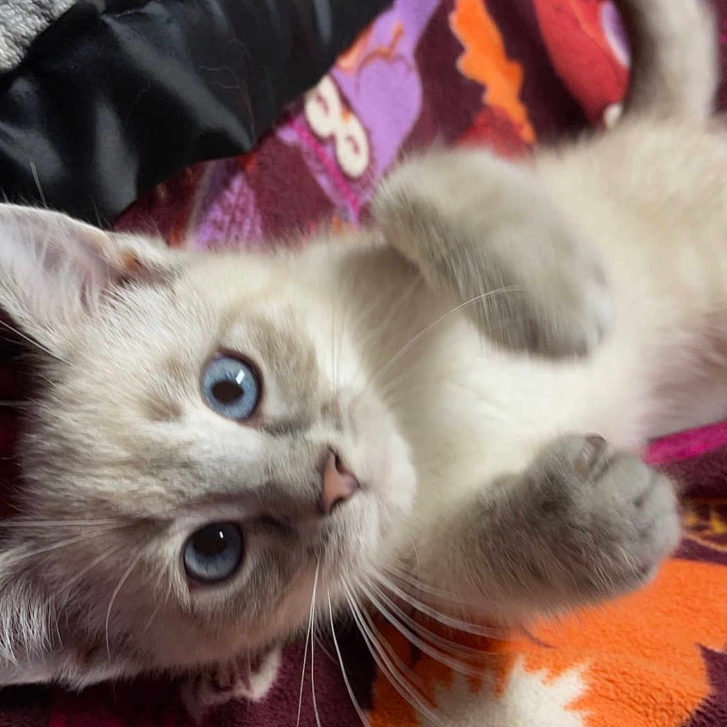 Ashykins joined the competition — help win amazing prizes! animal, blanket, blue_eyes, cat, close_up, curious, cute, domestic_animal, feline, fur, indoor, kitten, lying_down, patterned_blanket, paws, pet, playful, soft_texture, whiskers, young_animal