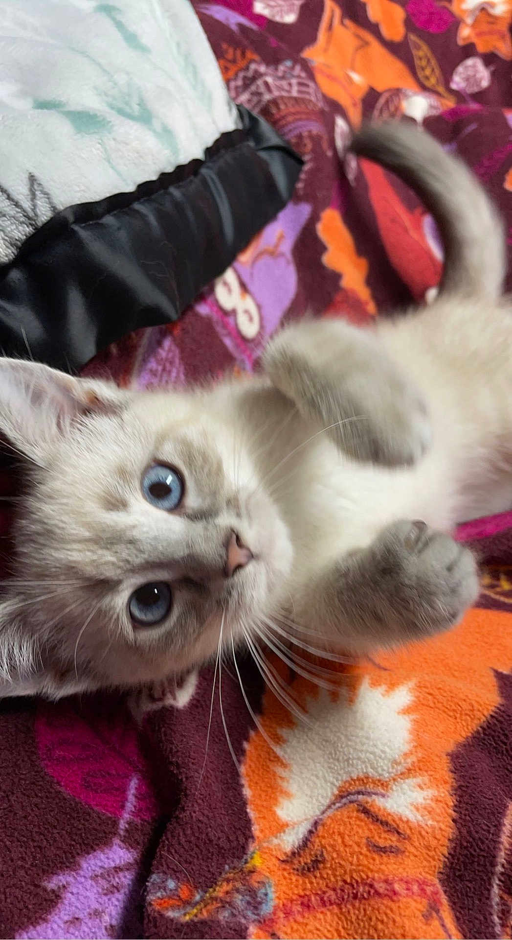 Ashykins joined the competition — help win amazing prizes! kitten, cat, blue_eyes, fur, whiskers, paws, blanket, patterned_blanket, indoor, pet, cute, young_animal, feline, lying_down, curious, close_up, soft_texture, animal, domestic_animal, playful