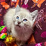 kitten, cat, blue_eyes, fluffy, toy, pom_pom, ball, blanket, patterned_blanket, orange, purple, pink, curious, pet, indoor, closeup, whiskers, feline, cute, young