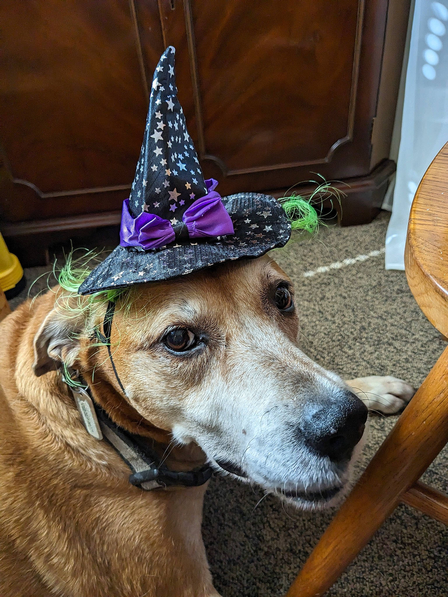 Ellie Mae joined the competition — help win amazing prizes! carnivore, collar, companion_dog, costume_hat, dog, dog_breed, dog_clothes, dog_collar, dog_supply, event, fashion_accessory, fawn, fur, hat, leash, party_hat, snout, sporting_group, wood, working_animal