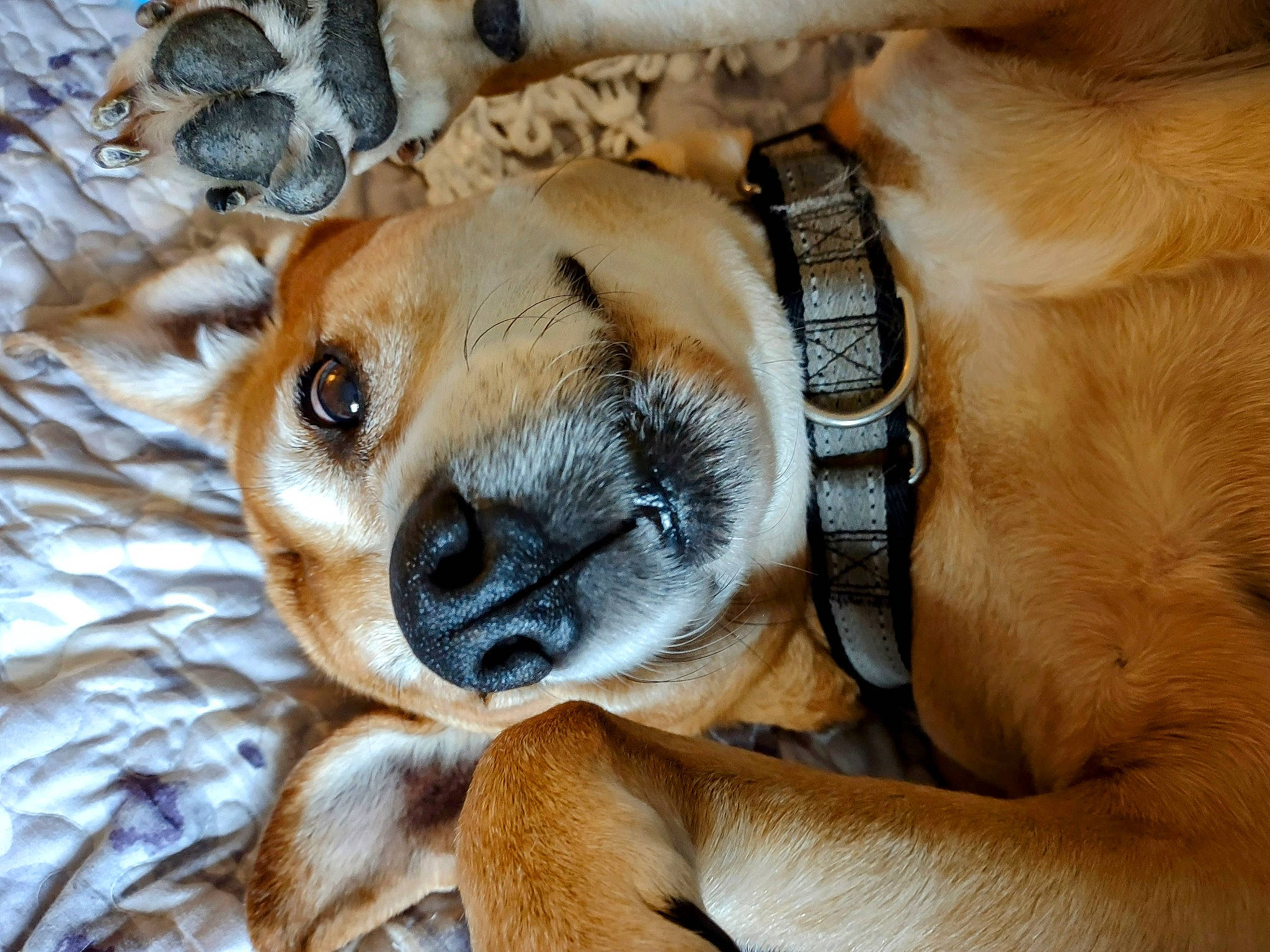 Ellie Mae joined the competition — help win amazing prizes! canidae, carnivore, comfort, companion_dog, dog, dog_breed, fawn, fur, non_sporting_group, paw, pet_supply, puppy, snout, sporting_group, terrestrial_animal, toy_dog, whiskers, wildlife, working_animal