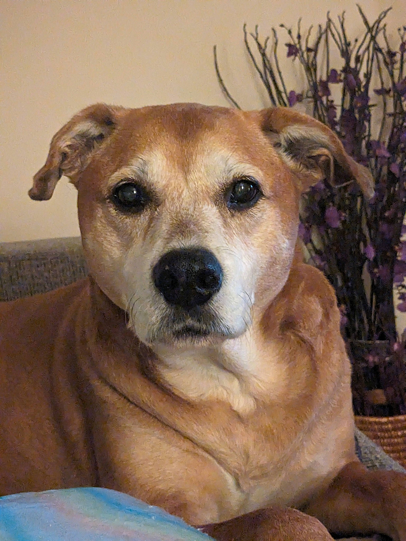 Ellie Mae is registered to the contest to win money with this photo: canidae, carnivore, companion_dog, dog, dog_breed, fawn, fur, snout, sporting_group, terrestrial_animal, whiskers