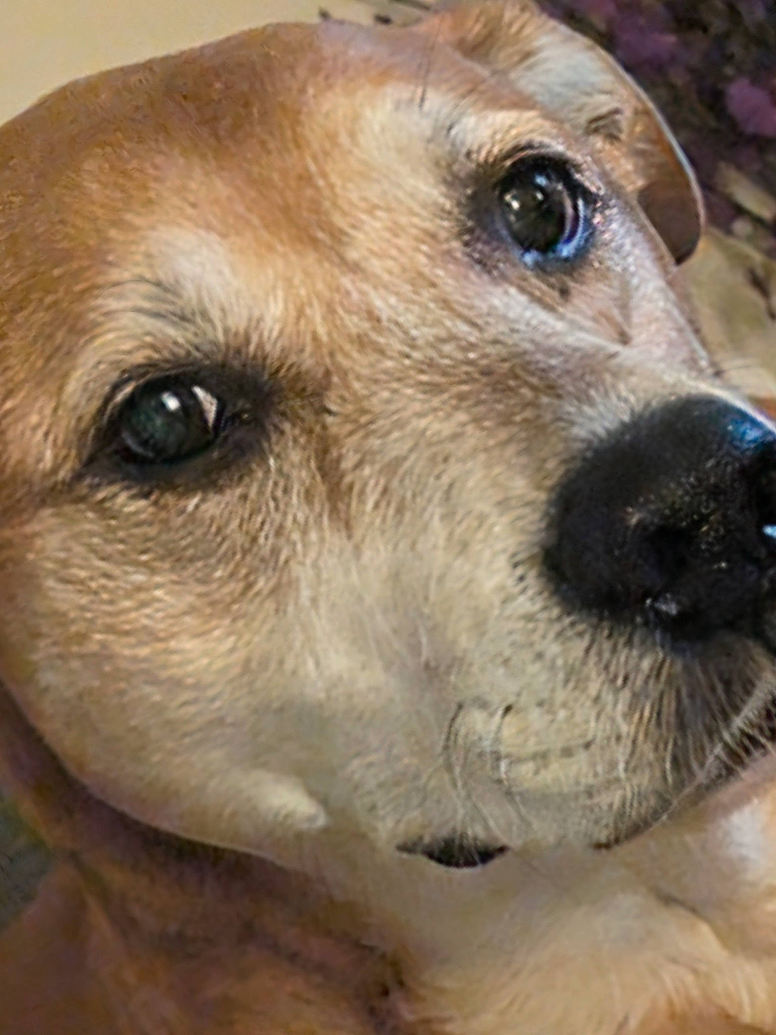 Ellie Mae joined the competition — help win amazing prizes! ancient_dog_breeds, canidae, carnivore, close_up, collar, companion_dog, dog, dog_breed, dog_collar, ear, eye, fawn, fur, gun_dog, head, snout, sporting_group, terrestrial_animal, whiskers, working_animal