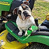 dog, bulldog, lawn_mower, john_deere, green, yellow, grass, outdoor, pet, animal, farm_equipment, curious, head_tilt, sunny, daytime, paw, vehicle, tire, handle, nature