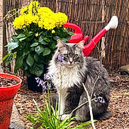 Sasha joined the competition — help win amazing prizes! cat, long_haired_cat, gray_cat, pet, garden, yellow_flowers, watering_can, potted_plant, plant, outdoor, foliage, dirt, purple_flowers, sitting, whiskers, green_eyes, reed_fence, terracotta_pot, paw, nature