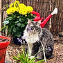 cat, long_haired_cat, gray_cat, pet, garden, yellow_flowers, watering_can, potted_plant, plant, outdoor, foliage, dirt, purple_flowers, sitting, whiskers, green_eyes, reed_fence, terracotta_pot, paw, nature