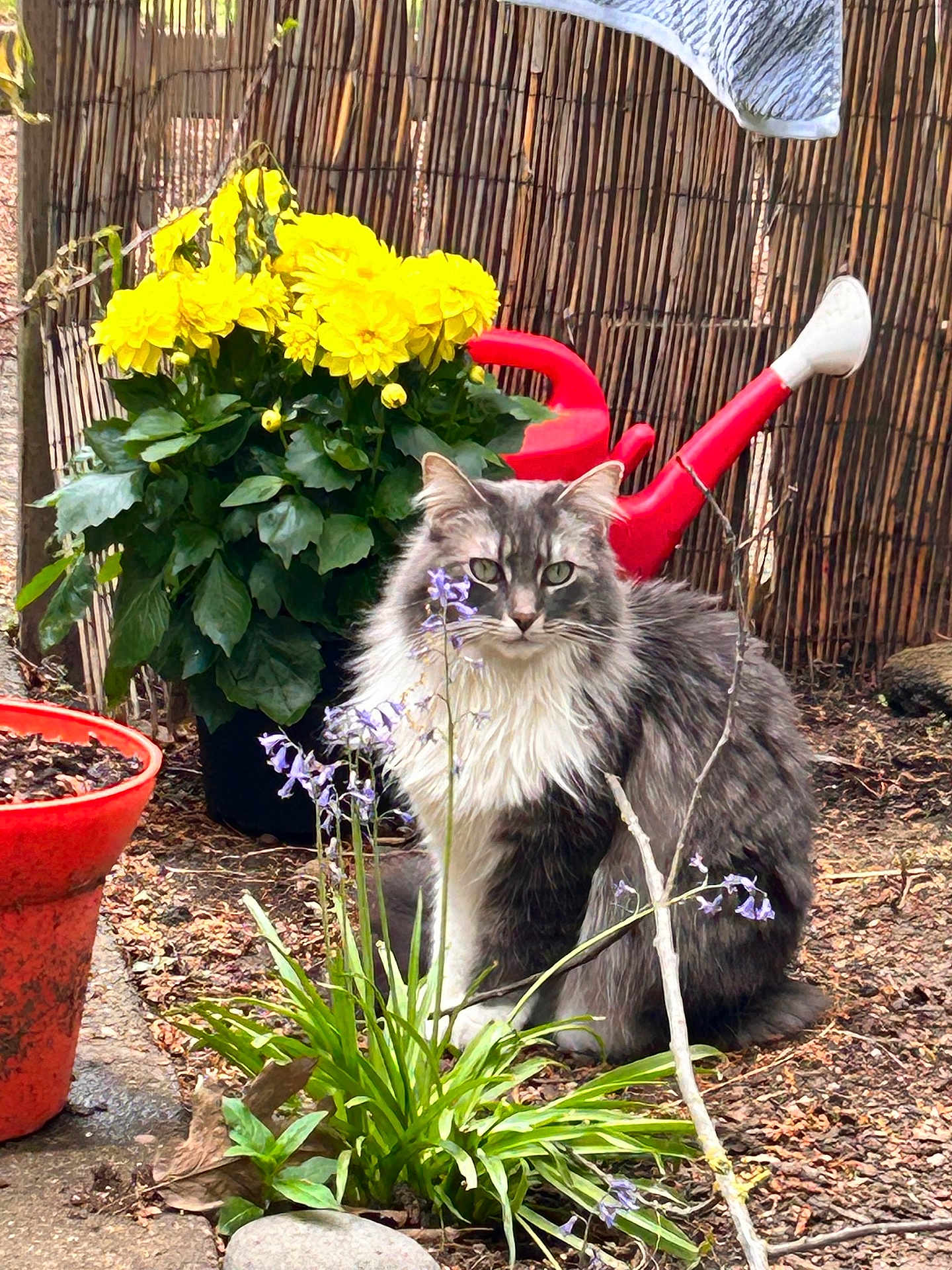 Sasha joined the competition — help win amazing prizes! cat, long_haired_cat, gray_cat, pet, garden, yellow_flowers, watering_can, potted_plant, plant, outdoor, foliage, dirt, purple_flowers, sitting, whiskers, green_eyes, reed_fence, terracotta_pot, paw, nature