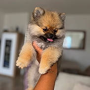 Rybi participe au concours pour gagner de l'argent avec cette photo : puppy, dog, pomeranian, fluffy, tongue_out, hand, indoor, blurred_background, cute, pet, animal, small_dog, fur, face, expression, holding, domestic, young_dog, adorable, companion