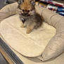 puppy, dog, pomeranian, pet_bed, fluffy, small_dog, indoors, store, aisle, curious, cute, animal, mammal, fur, sitting, cozy, soft, toy, pet, domestic_animal