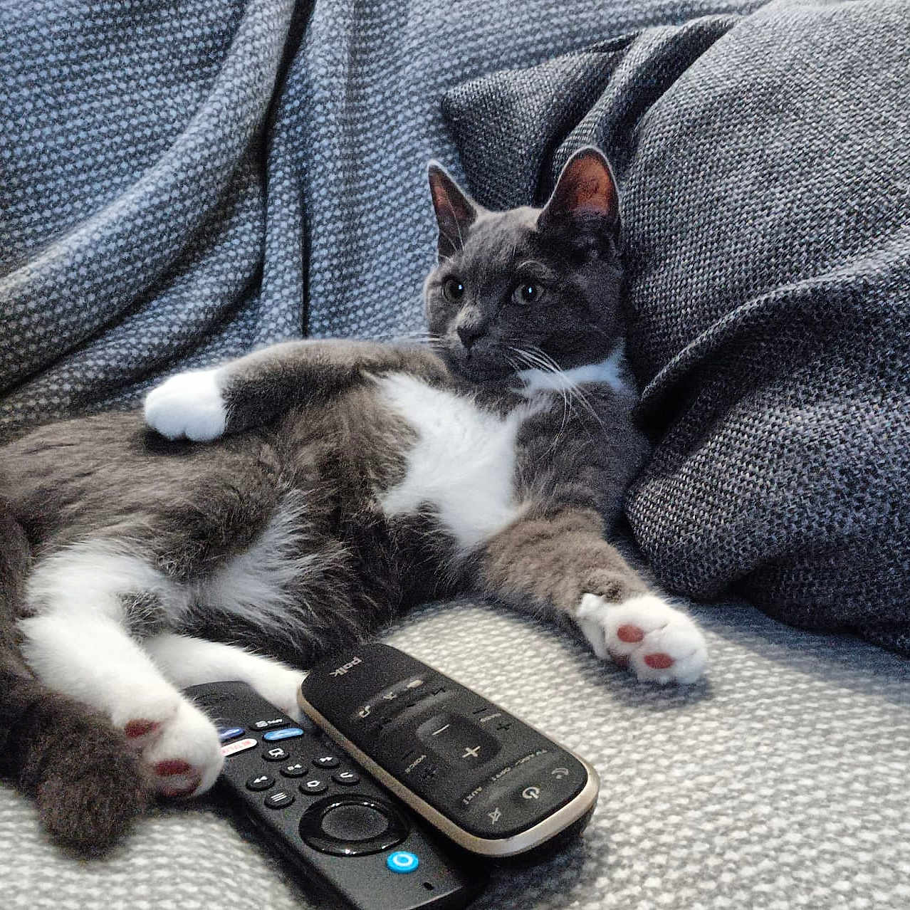 Caesar joined the competition — help win amazing prizes! animal, bed, blanket, cat, couch, cushion, electronics, face, furniture, head, homedecor, kitten, manx, mobilephone, person, pet, phone, photography, portrait, remotecontrol