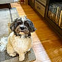 dog, pet, indoor, floor, rug, furniture, wooden_floor, cute, fluffy, small_dog, black_and_white, curly_fur, looking_up, home, cozy, living_room, adorable, animal, companion, domestic