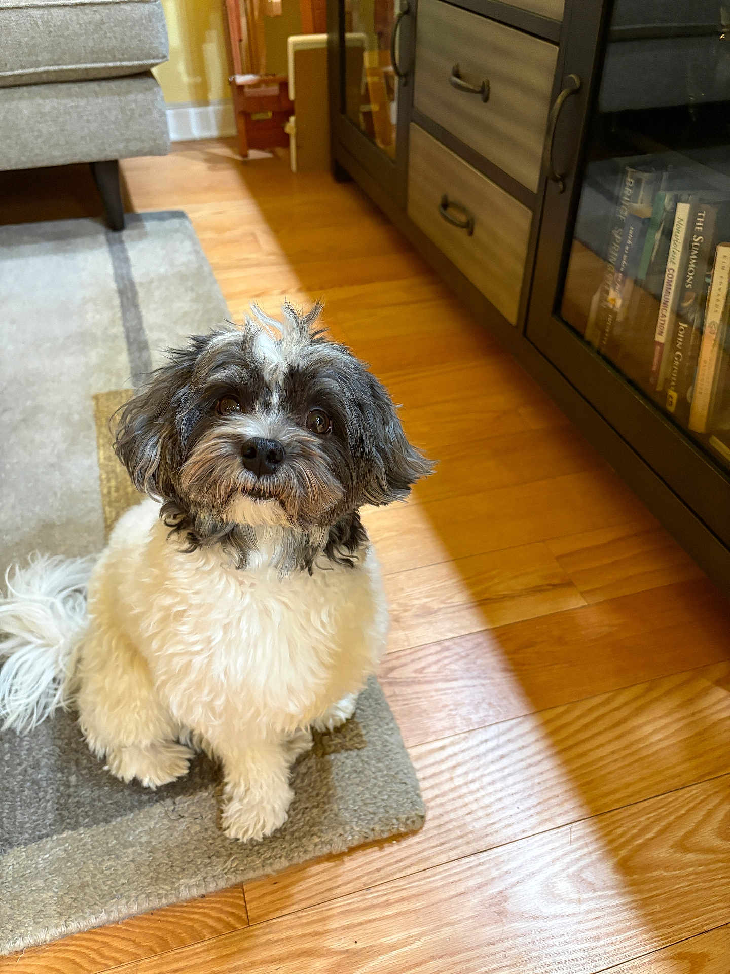 Bixby is registered to the contest to win money with this photo: dog, pet, indoor, floor, rug, furniture, wooden_floor, cute, fluffy, small_dog, black_and_white, curly_fur, looking_up, home, cozy, living_room, adorable, animal, companion, domestic