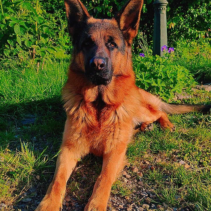 Taïko participe au concours pour gagner de l'argent avec cette photo : animal, backyard, canine, dog, germanshepherd, grass, green, herbal, herbs, nature, outdoors, pet, plant, puppy, road, rock, soil, tree, vegetation, yard