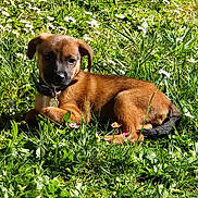 Baileys participe au concours pour gagner de l'argent avec cette photo : animal, canine, collar, cute, dog, flowers, grass, greenery, leaf, nature, outdoor, pet, playful, puppy, relaxing, resting, small_flower, summer, sunlight, young