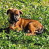 animal, canine, collar, cute, dog, flowers, grass, greenery, leaf, nature, outdoor, pet, playful, puppy, relaxing, resting, small_flower, summer, sunlight, young
