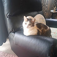 Whiskers is registered to the contest to win money with this photo: animal, armrest, black_leather, carpet, cat, cozy, curious, curtain, feline, furniture, home_interior, indoor, looking, pet, pillow, recliner, resting, soft_light, tabby, white