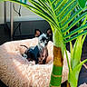 dog, small_dog, puppy, pet_bed, fluffy_bed, indoor, plant, green_leaves, sunlight, floor, curious, cozy, black_dog, tan_markings, domestic_animal, home, resting, furniture, living_room, cute