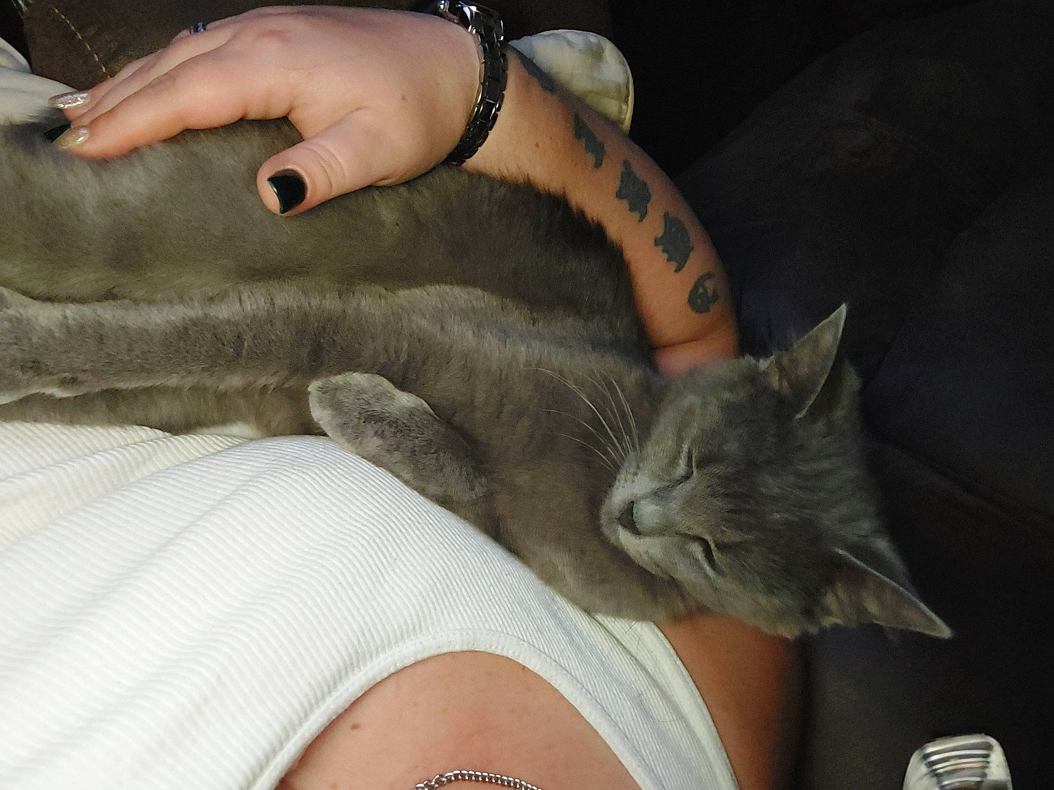 Smoki joined the competition — help win amazing prizes! carnivore, cat, comfort, domestic_short_haired_cat, elbow, felidae, finger, foot, fur, gesture, grey, hand, human_leg, lap, leg, nail, small_to_medium_sized_cats, thigh, whiskers, wrist