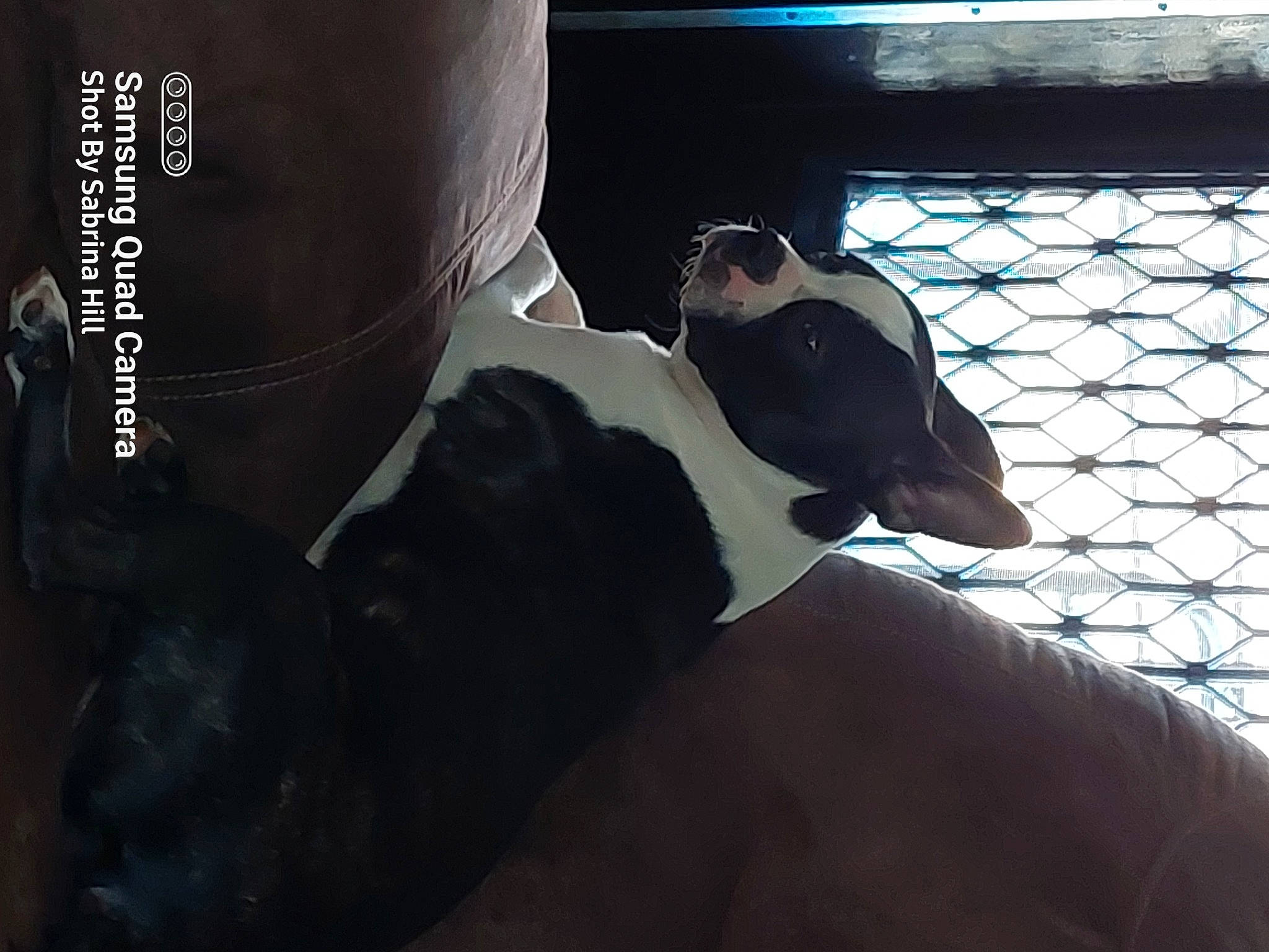 Avery joined the competition — help win amazing prizes! brand, comfort, companion_dog, darkness, dog_breed, elbow, eyewear, font, fur, goggles, hat, human_leg, personal_protective_equipment, room, shadow, sitting, sunglasses, tints_and_shades, vehicle_door