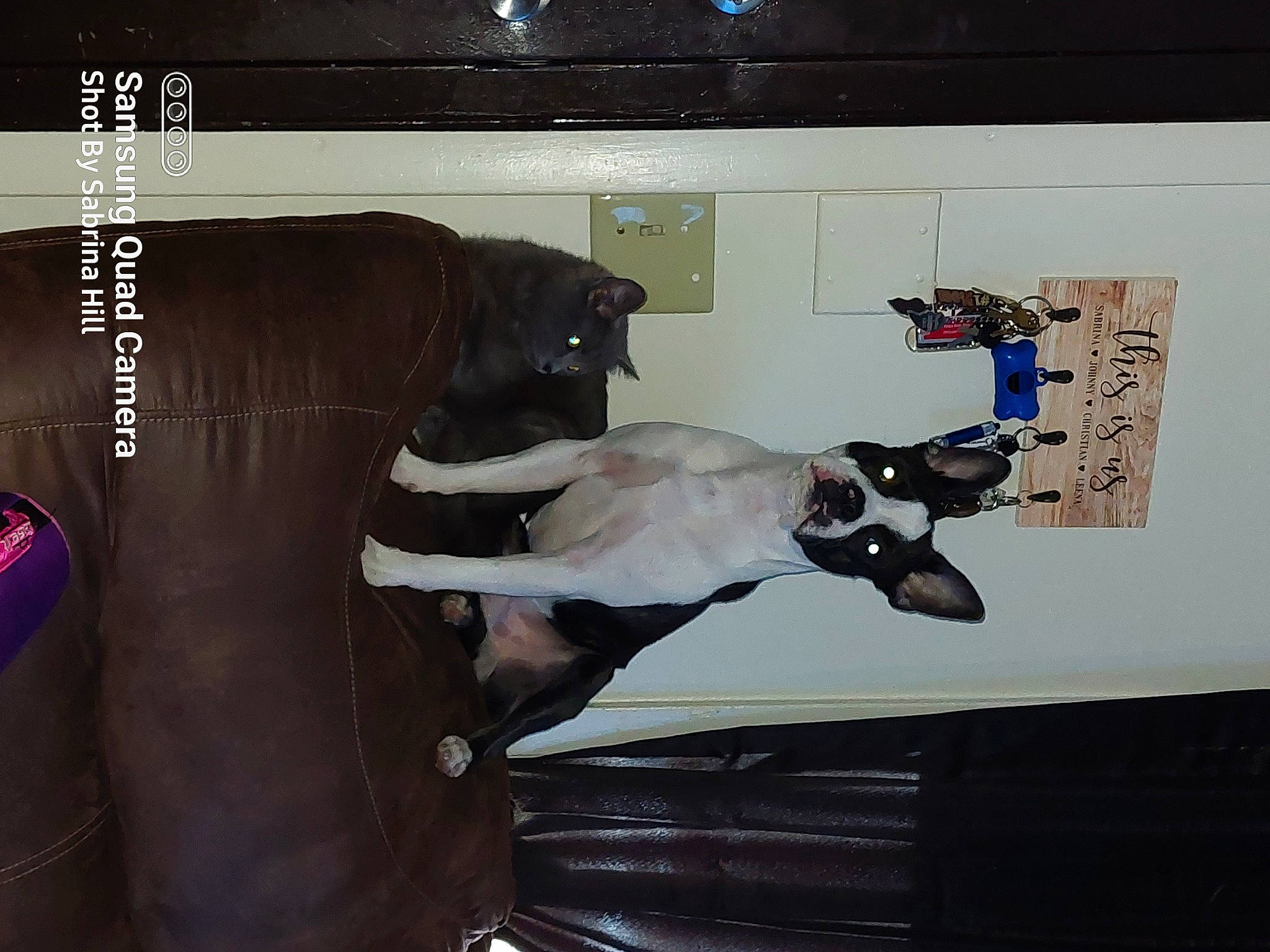 Avery joined the competition — help win amazing prizes! elbow, fawn, flooring, font, machine, metal, room, snout, tail, visual_arts, working_animal