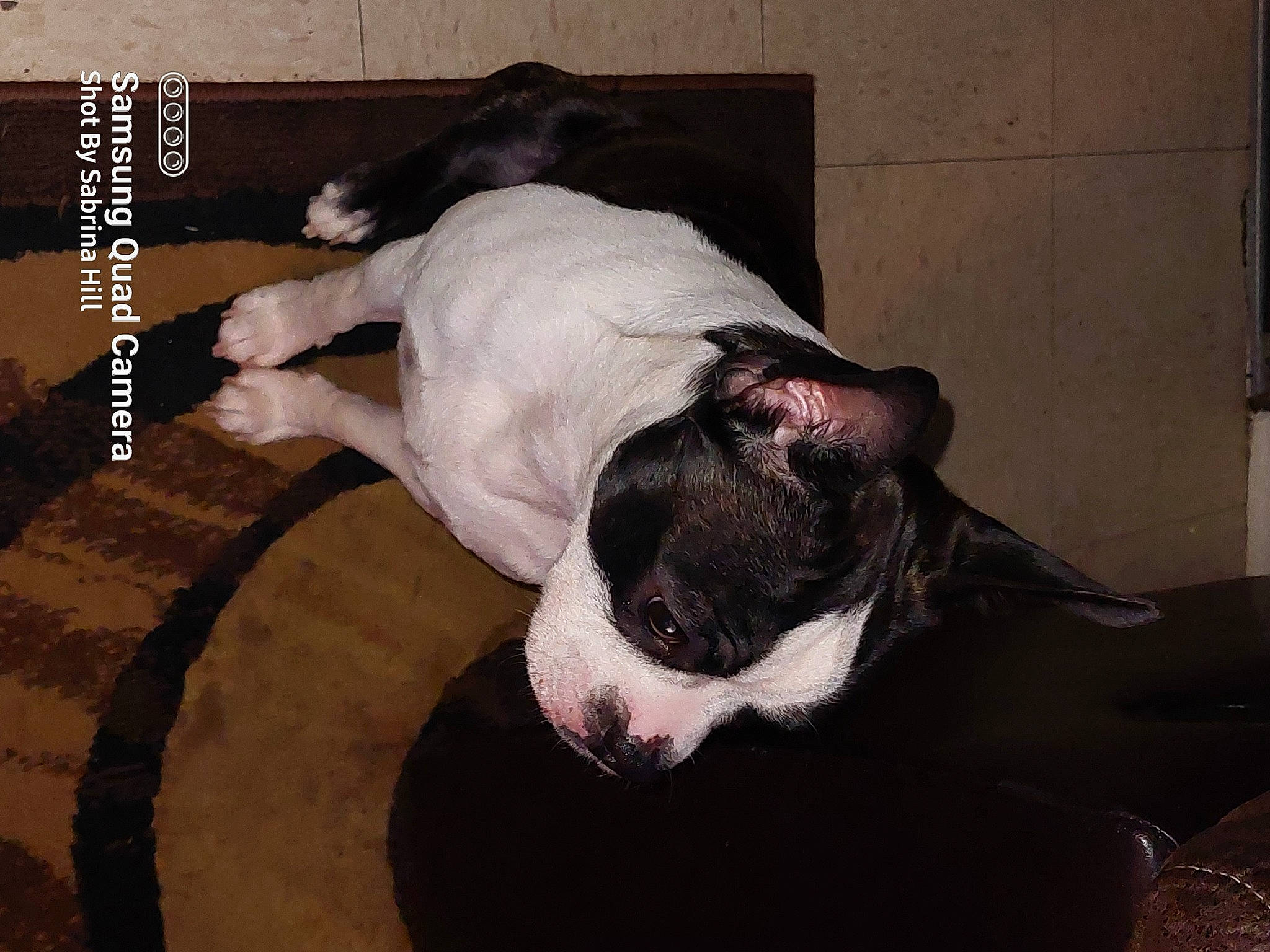 Avery joined the competition — help win amazing prizes! bulldog, canidae, carnivore, collar, comfort, companion_dog, couch, dog, dog_breed, dog_collar, fawn, french_bulldog, fur, linens, molosser, snout, sporting_group, tail, toy_dog, whiskers