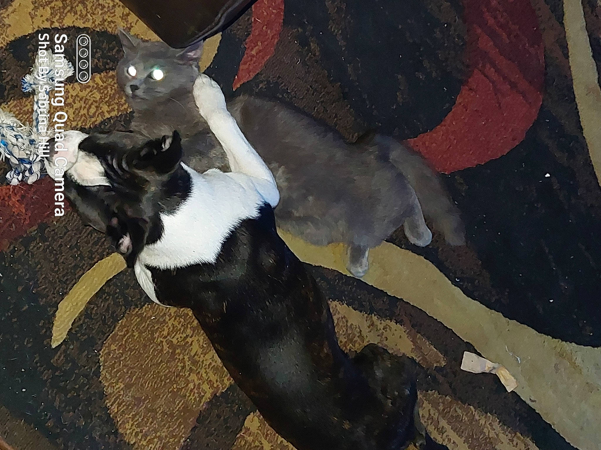 Avery joined the competition — help win amazing prizes! art, canidae, carmine, carnivore, cat, comfort, companion_dog, dog_breed, fawn, felidae, formal_wear, fur, painting, small_to_medium_sized_cats, snout, sporting_group, tail, tints_and_shades, whiskers, working_animal