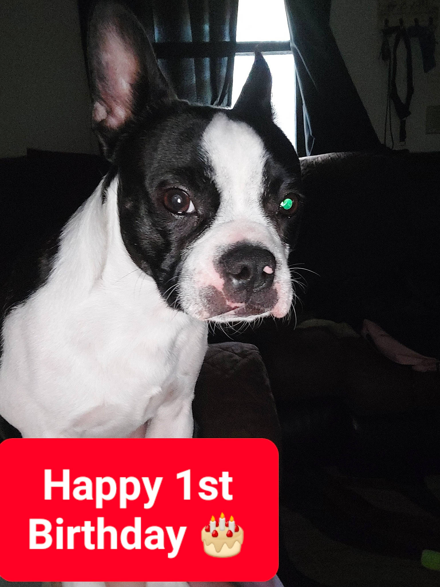 Avery is registered to the contest to win money with this photo: boston_terrier, canidae, carmine, carnivore, companion_dog, dog, dog_breed, dog_supply, ear, event, fawn, french_bulldog, fur, non_sporting_group, photo_caption, snout, sporting_group, toy_dog, whiskers, working_animal