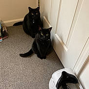 Raven And Shadow is registered to the contest to win money with this photo: cat, black_cat, pet, indoor, carpet, door, vr_headset, technology, animal, feline, two_cats, collar, curious, sitting, eyes, floor, home, quiet, resting, companion