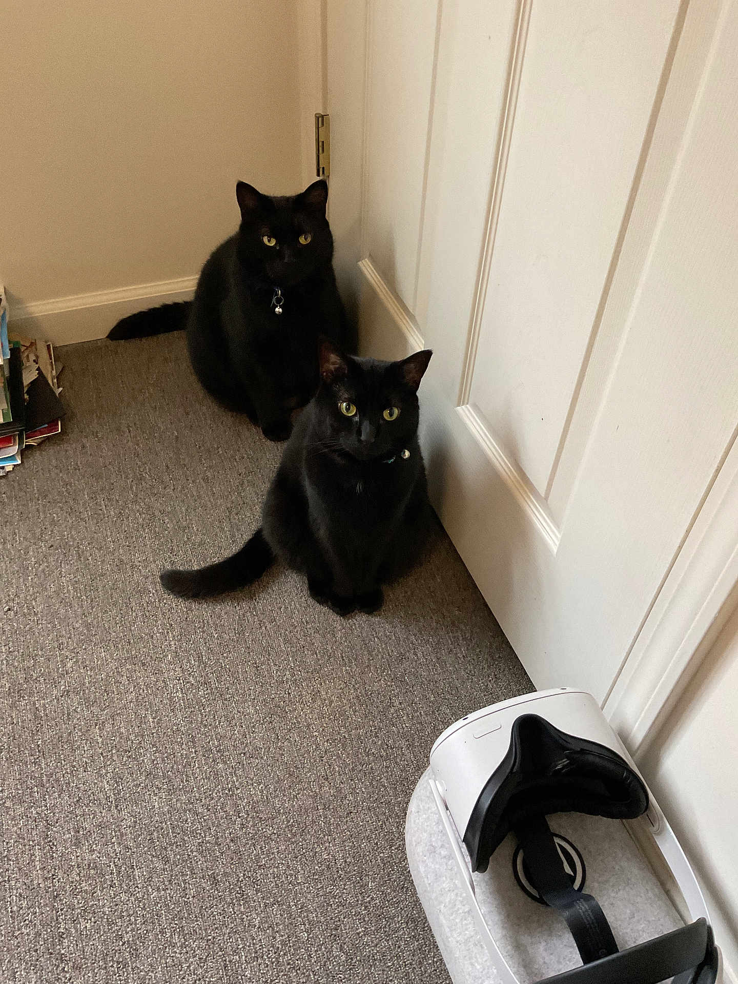 Raven And Shadow is registered to the contest to win money with this photo: cat, black_cat, pet, indoor, carpet, door, vr_headset, technology, animal, feline, two_cats, collar, curious, sitting, eyes, floor, home, quiet, resting, companion
