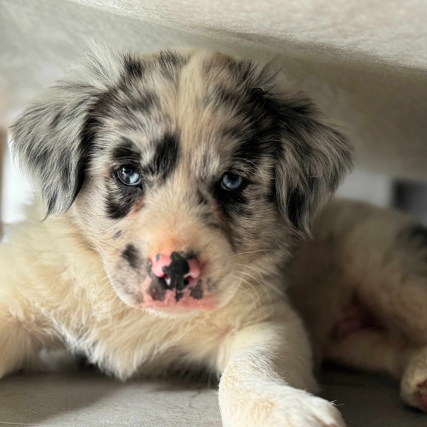 Volt a rejoint le concours — aidez-le/la à gagner de superbes lots ! animal, bodypart, canine, cat, cockerspaniel, collie, couch, dog, eskimodog, furniture, husky, mouth, papillon, person, pet, poodle, puppy, snout, terrier, whitedog