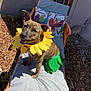 dog, brindle, costume, sunflower, yellow_petals, green_leaves, outdoor, chair, cushion, pillow, bird_pattern, smiling, pet, animal, happy, sunlight, wood_chips, garden, ears, sitting