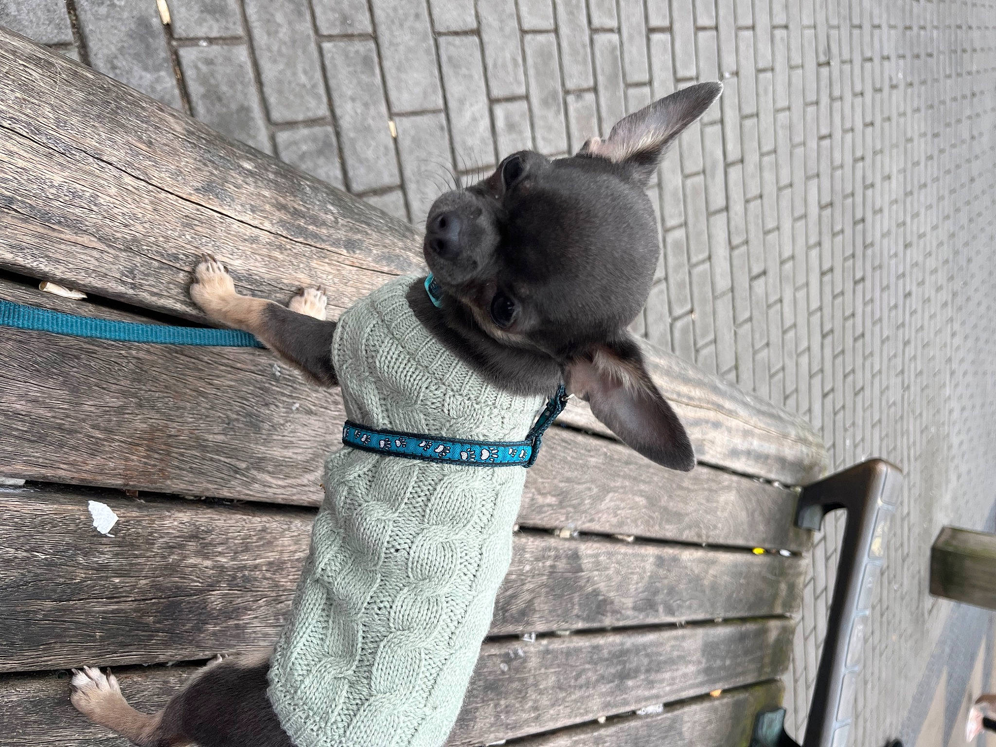 Dexter is registered to the contest to win money with this photo: carnivore, collar, dog, dog_breed, dog_collar, dog_supply, electric_blue, fashion_accessory, fawn, felidae, grey, leash, mesh, pet_supply, snout, tail, terrestrial_animal, whiskers, wood, working_animal