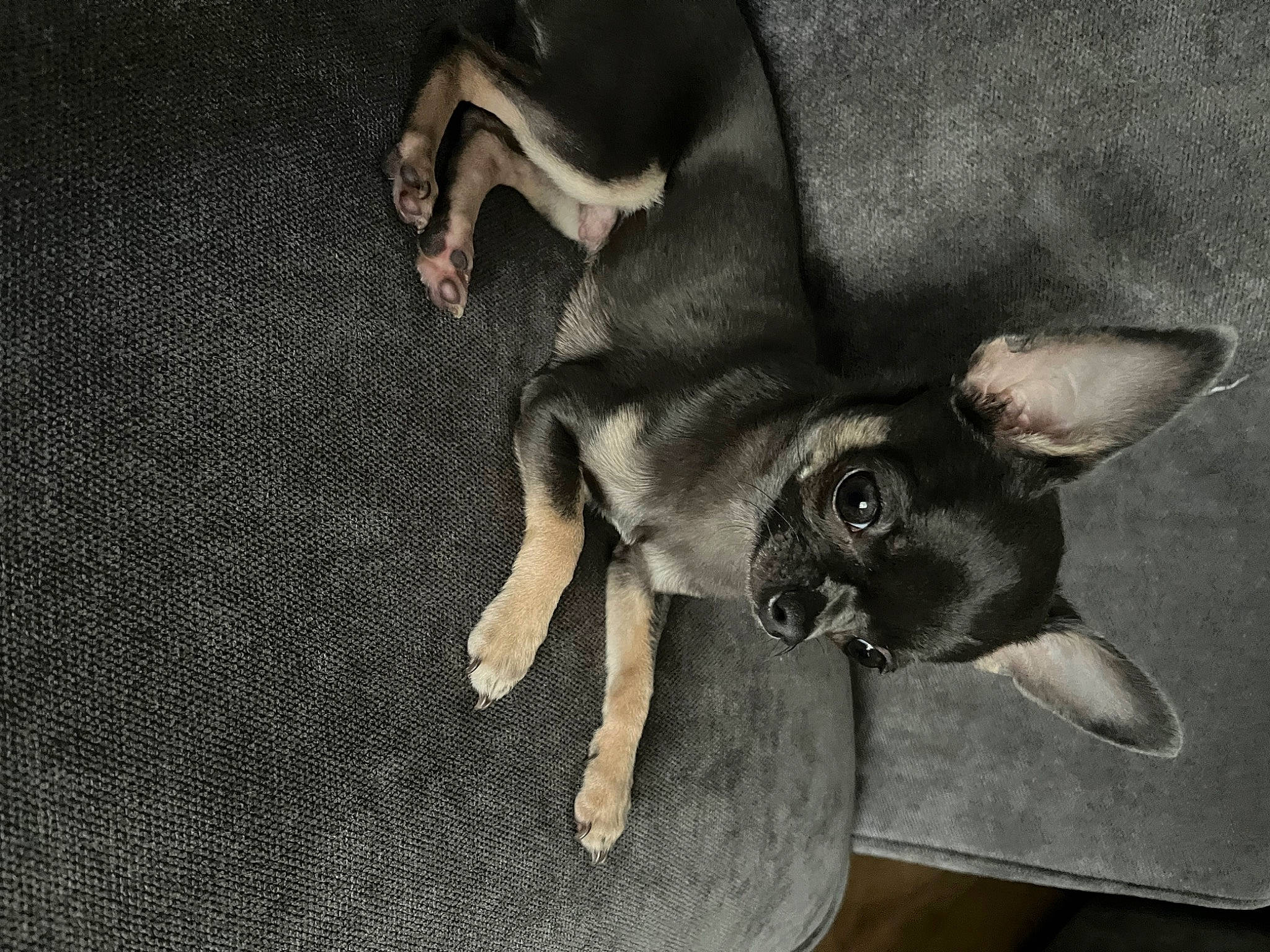 Dexter joined the competition — help win amazing prizes! canidae, carnivore, comfort, companion_dog, corgi_chihuahua, dog, dog_breed, ear, fawn, fur, gesture, non_sporting_group, paw, snout, sporting_group, tail, terrestrial_animal, toy_dog, whiskers, working_animal