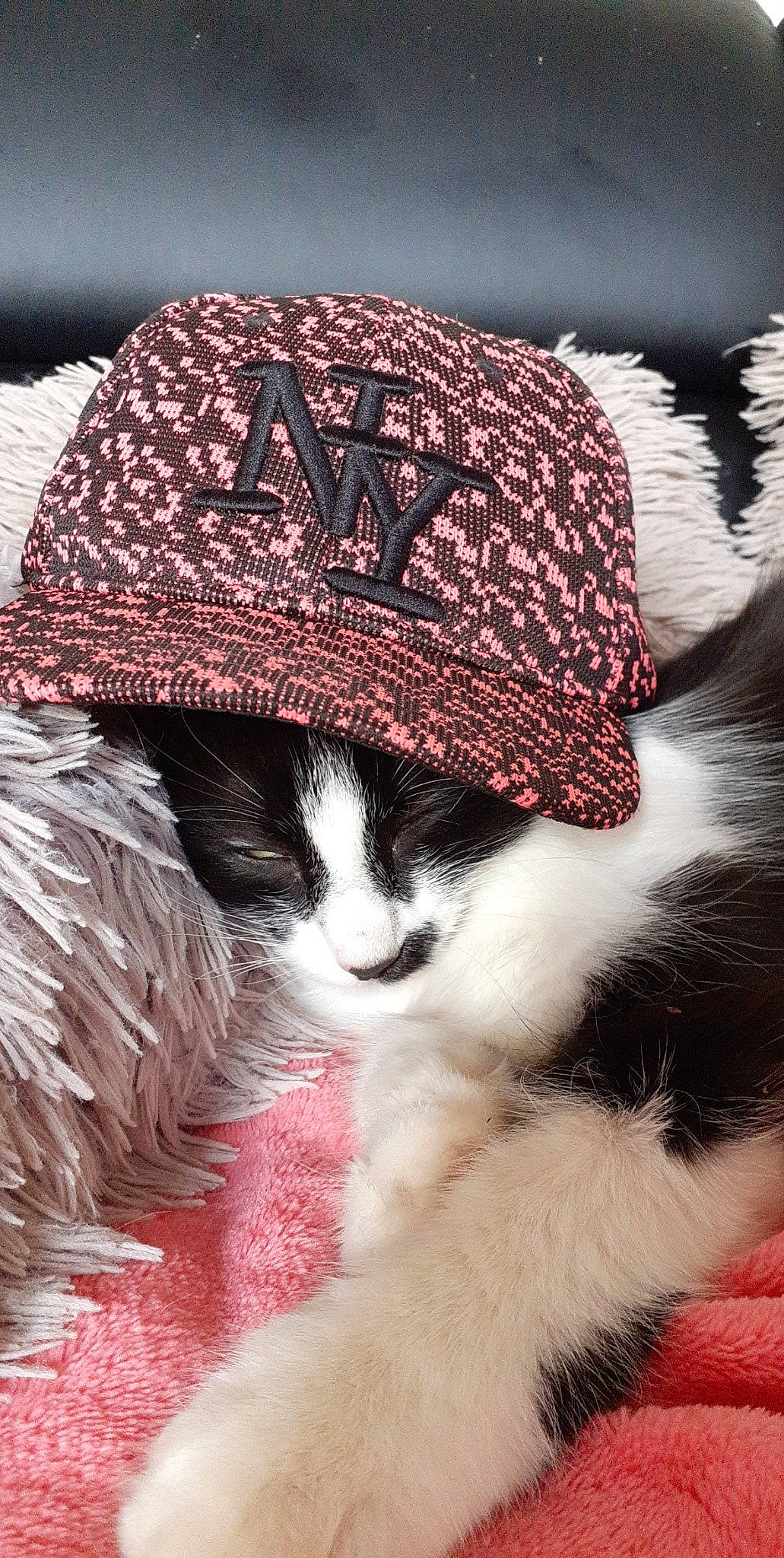 Mr.chouchou participe au concours pour gagner de l'argent avec cette photo : art, cap, carnivore, cat, comfort, costume_hat, fashion_accessory, fawn, felidae, fur, hat, headgear, knit_cap, pattern, small_to_medium_sized_cats, snout, tail, whiskers, wool, woolen