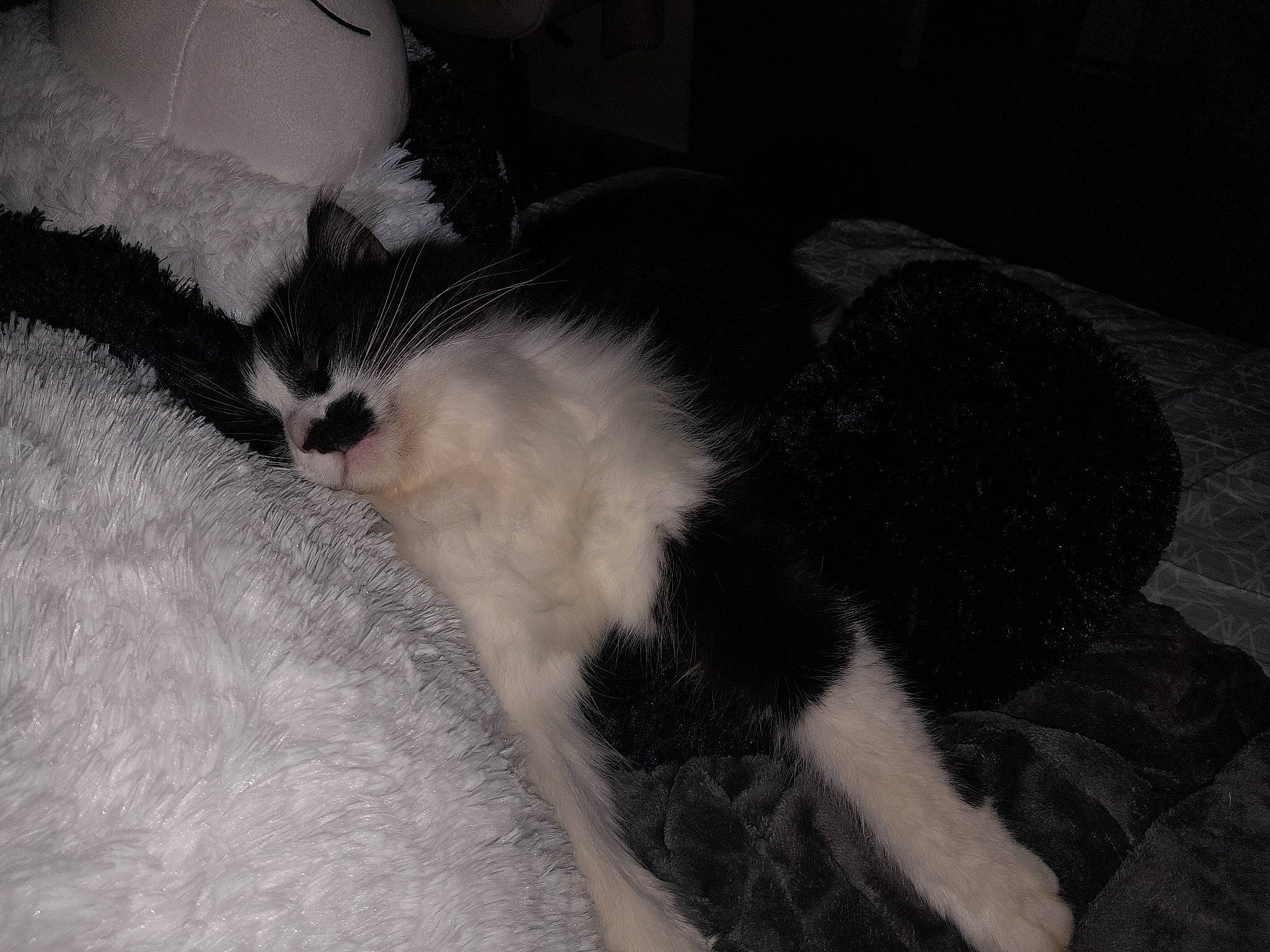 Mr.chouchou a rejoint le concours — aidez-le/la à gagner de superbes lots ! cat, cat_bed, claw, comfort, domestic_short_haired_cat, felidae, fur, grey, human_leg, monochrome, monochrome_photography, nap, paw, room, sleep, small_to_medium_sized_cats, snout, tail, textile, whiskers