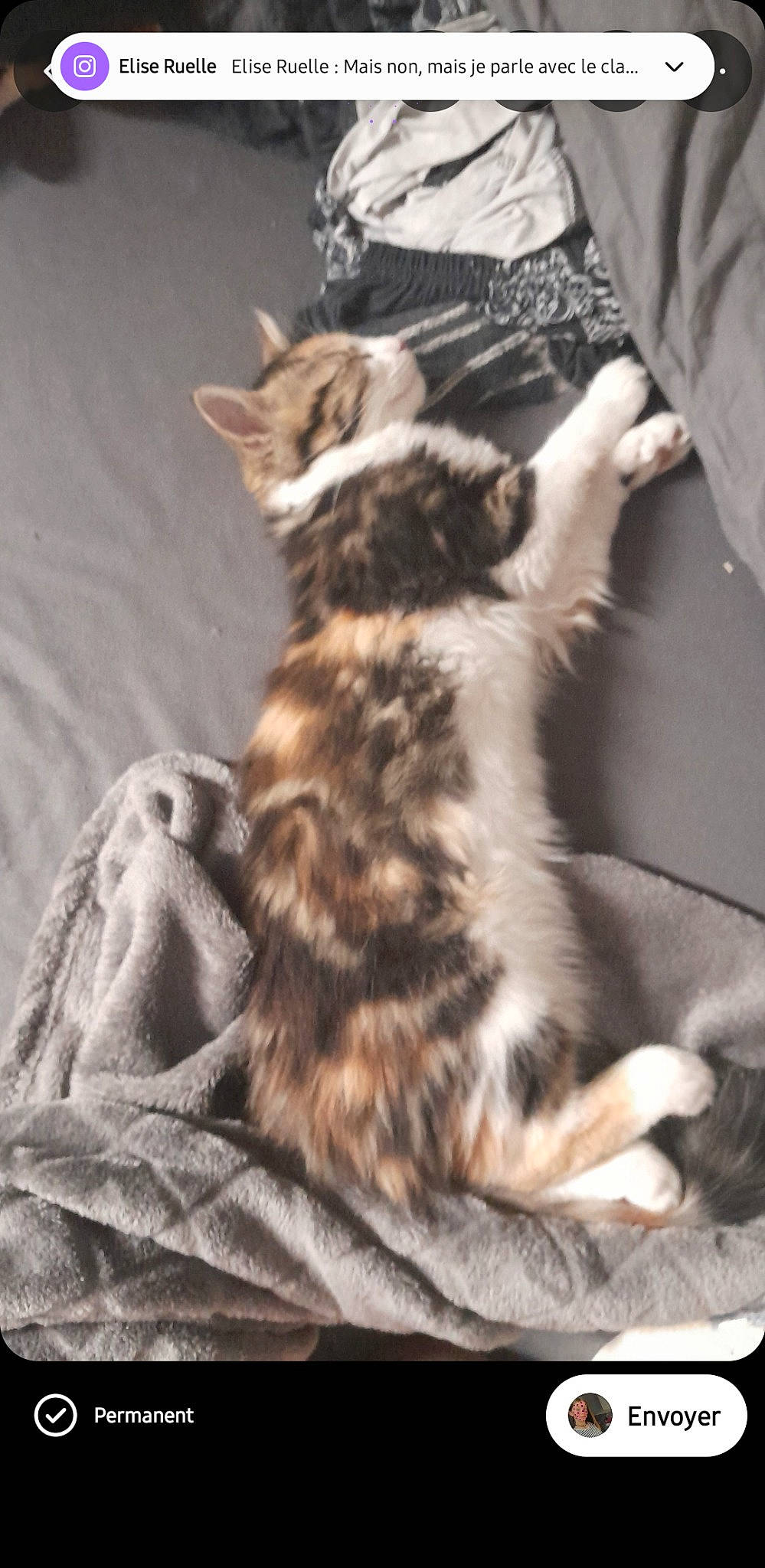 Lily a rejoint le concours — aidez-le/la à gagner de superbes lots ! carnivore, cat, claw, comfort, domestic_short_haired_cat, felidae, fur, paw, small_to_medium_sized_cats, tail, terrestrial_animal, whiskers, wood