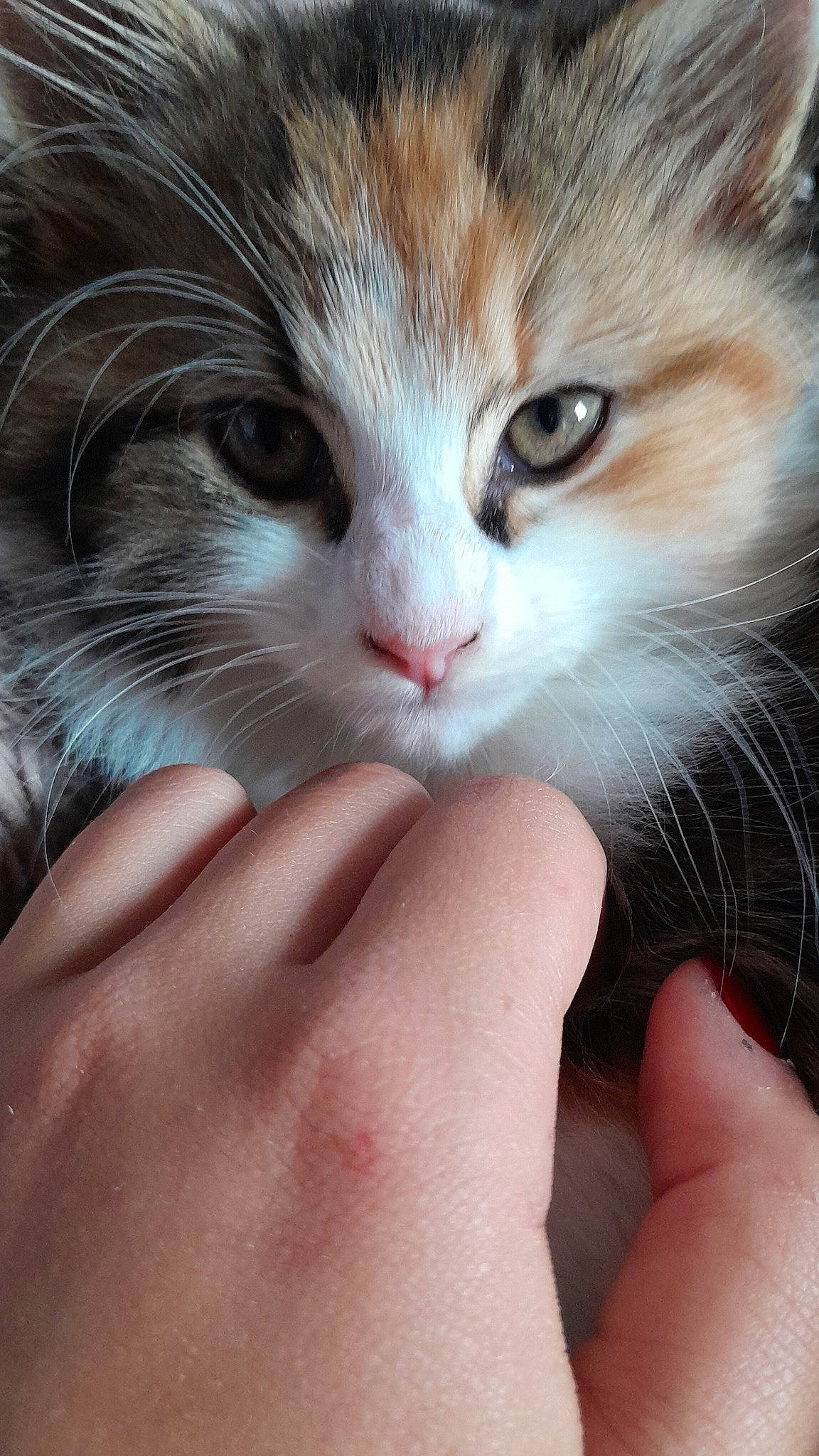 Lily a rejoint le concours — aidez-le/la à gagner de superbes lots ! carnivore, cat, claw, domestic_short_haired_cat, eye, eyelash, fawn, felidae, finger, fur, gesture, hair, hand, head, nail, paw, small_to_medium_sized_cats, snout, thumb, whiskers