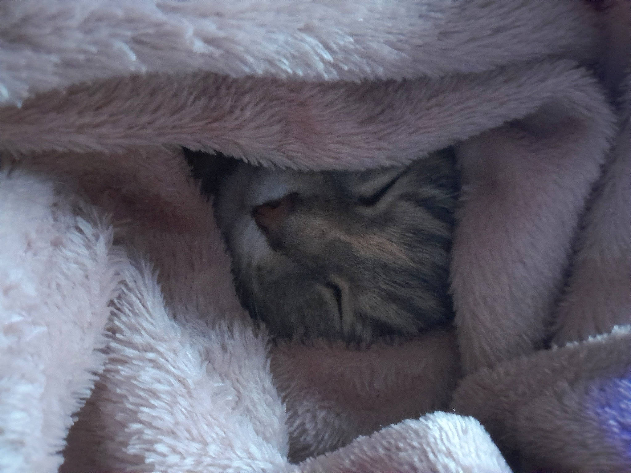 Maya a rejoint le concours — aidez-le/la à gagner de superbes lots ! bored, carnivore, cat, claw, comfort, felidae, fur, grey, nap, paw, small_to_medium_sized_cats, tail, terrestrial_animal, whiskers, wrinkle