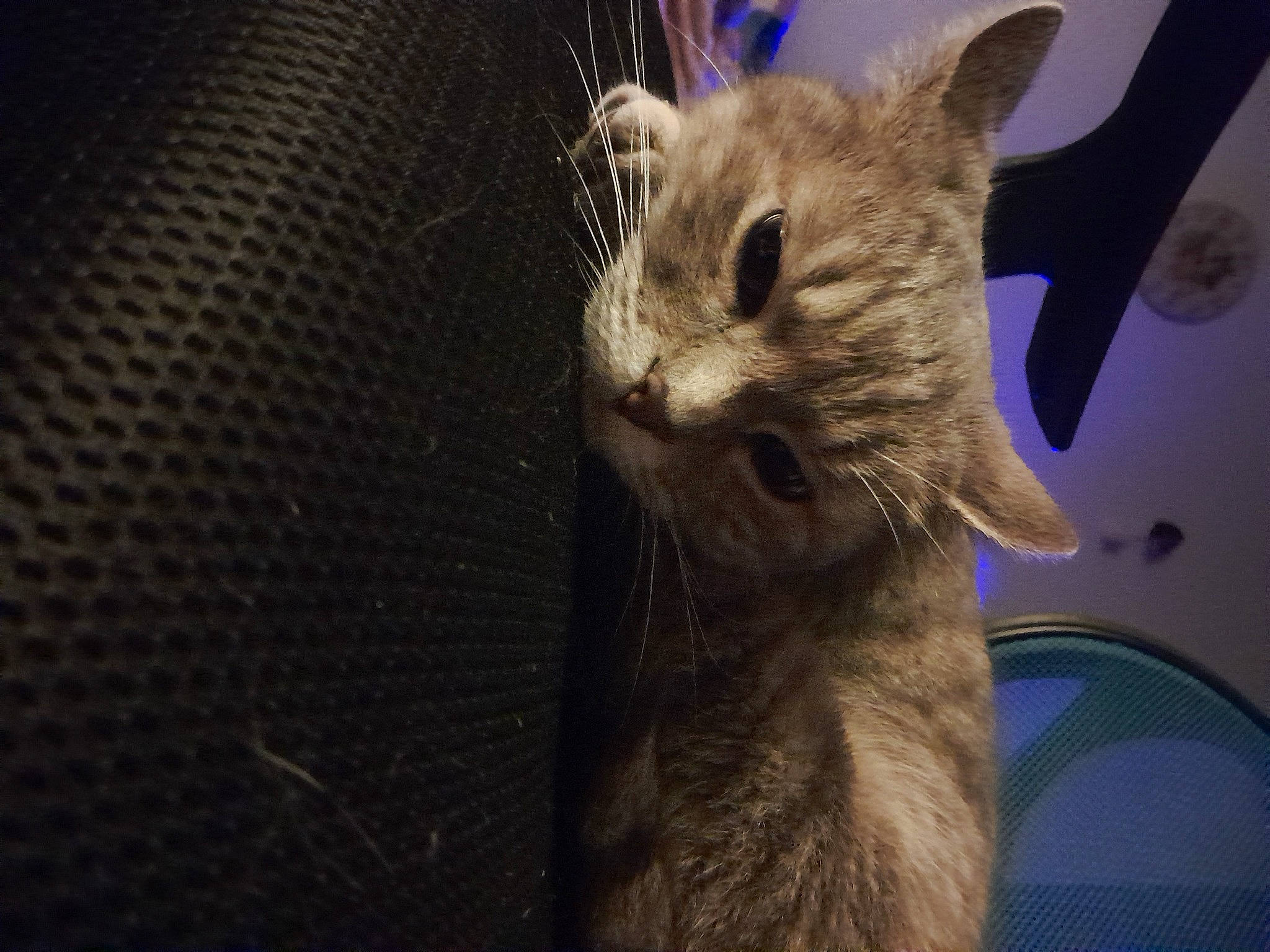 Maya a rejoint le concours — aidez-le/la à gagner de superbes lots ! carnivore, cat, cat_supply, claw, darkness, domestic_short_haired_cat, ear, electric_blue, fawn, felidae, fur, paw, small_to_medium_sized_cats, snout, tail, terrestrial_animal, whiskers, wildlife