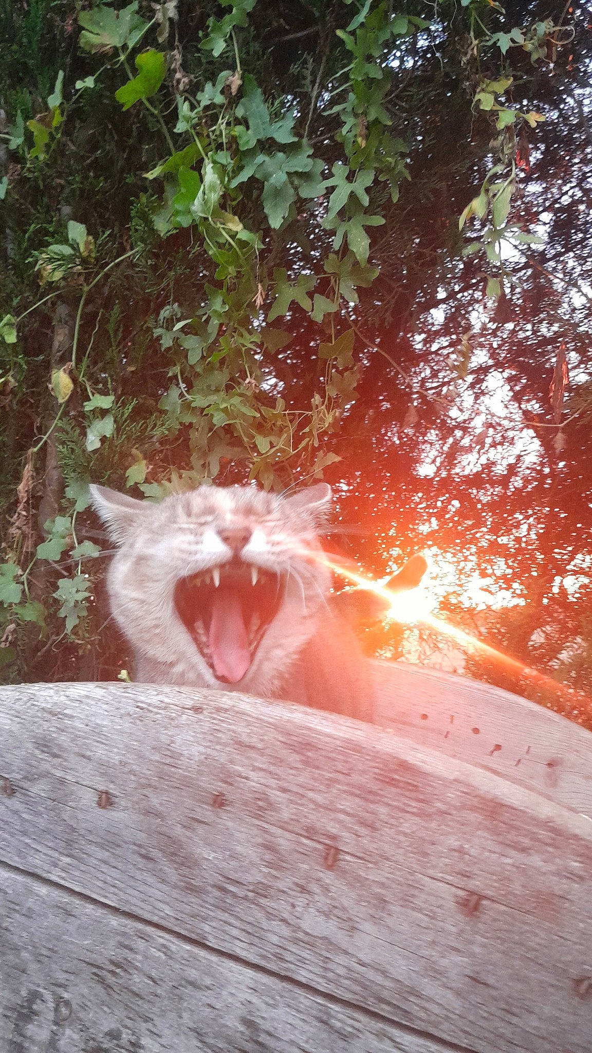 Maya participe au concours pour gagner de l'argent avec cette photo : branch, carnivore, cat, fawn, felidae, grass, heat, landscape, lens_flare, morning, people_in_nature, plant, small_to_medium_sized_cats, sunlight, tail, tree, trunk, whiskers, wood, woody_plant