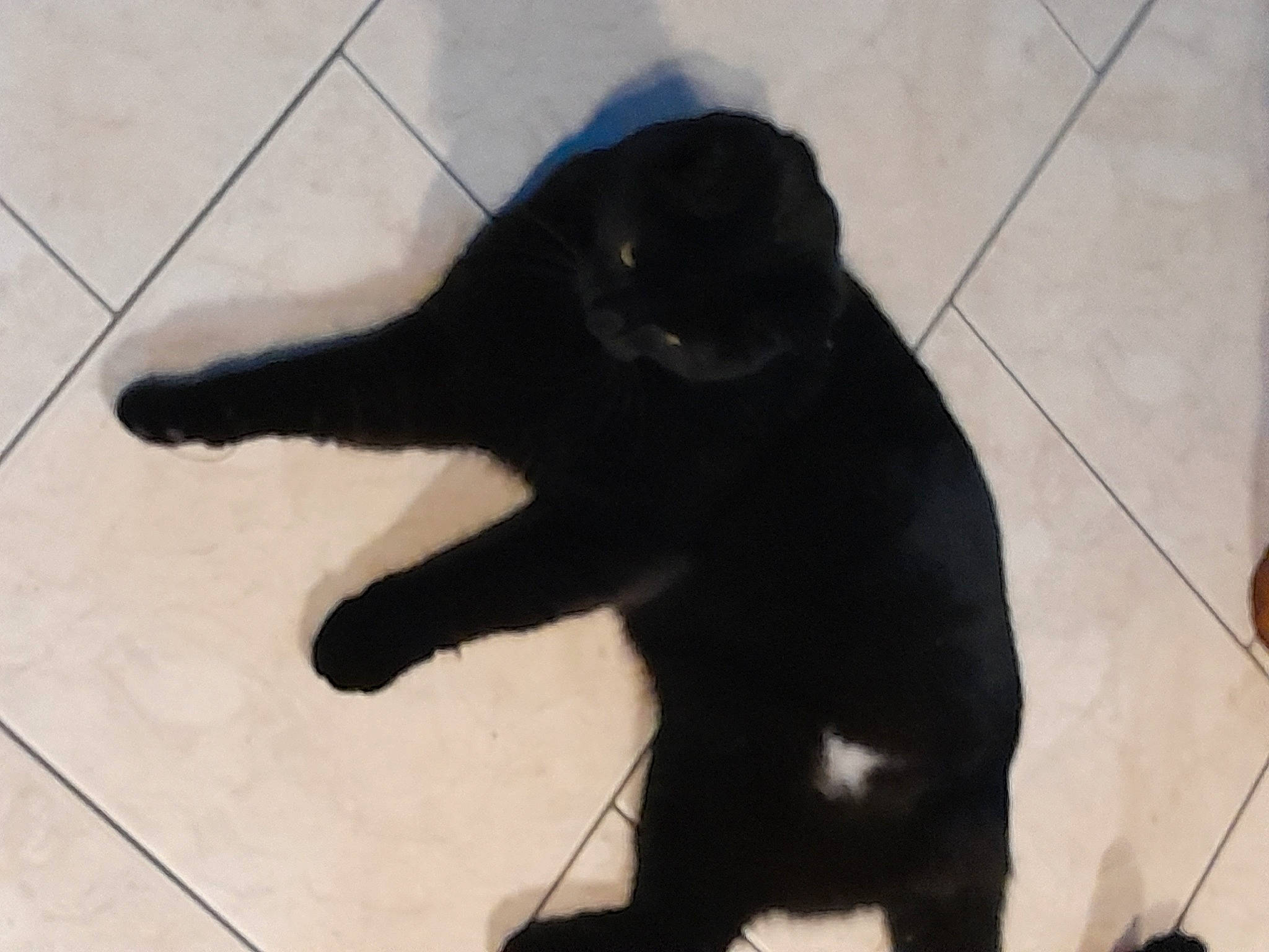 Saïko participe au concours pour gagner de l'argent avec cette photo : black_cat, carnivore, cat, claw, dog_breed, domestic_short_haired_cat, felidae, flooring, fur, hardwood, paw, shadow, small_to_medium_sized_cats, tail, terrestrial_animal, tile_flooring, whiskers