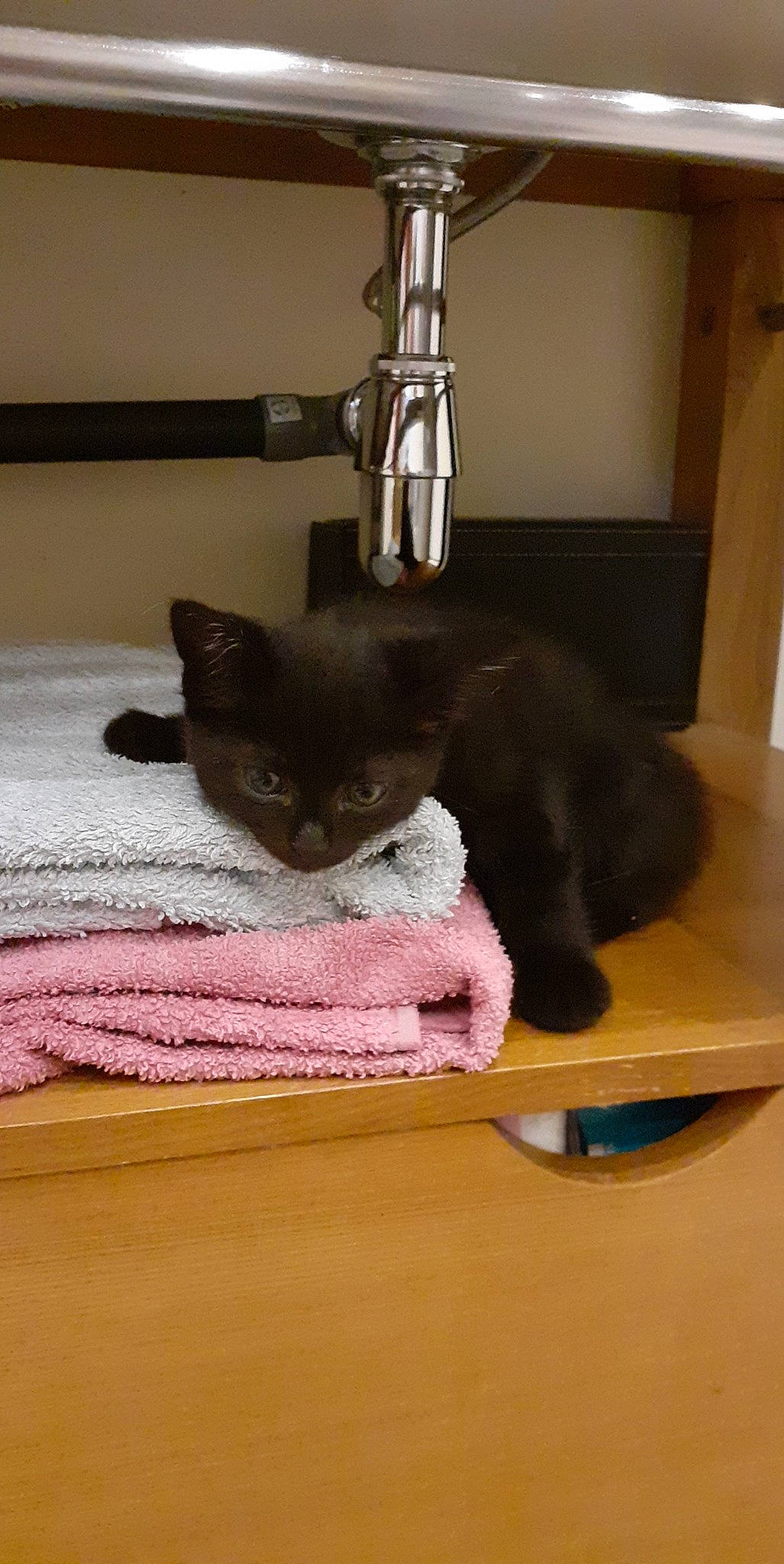 Saïko a rejoint le concours — aidez-le/la à gagner de superbes lots ! black_cat, carnivore, cat, cat_supply, comfort, domestic_short_haired_cat, felidae, floor, flooring, fur, grey, hardwood, lamp, linens, room, small_to_medium_sized_cats, table, tail, whiskers, wood