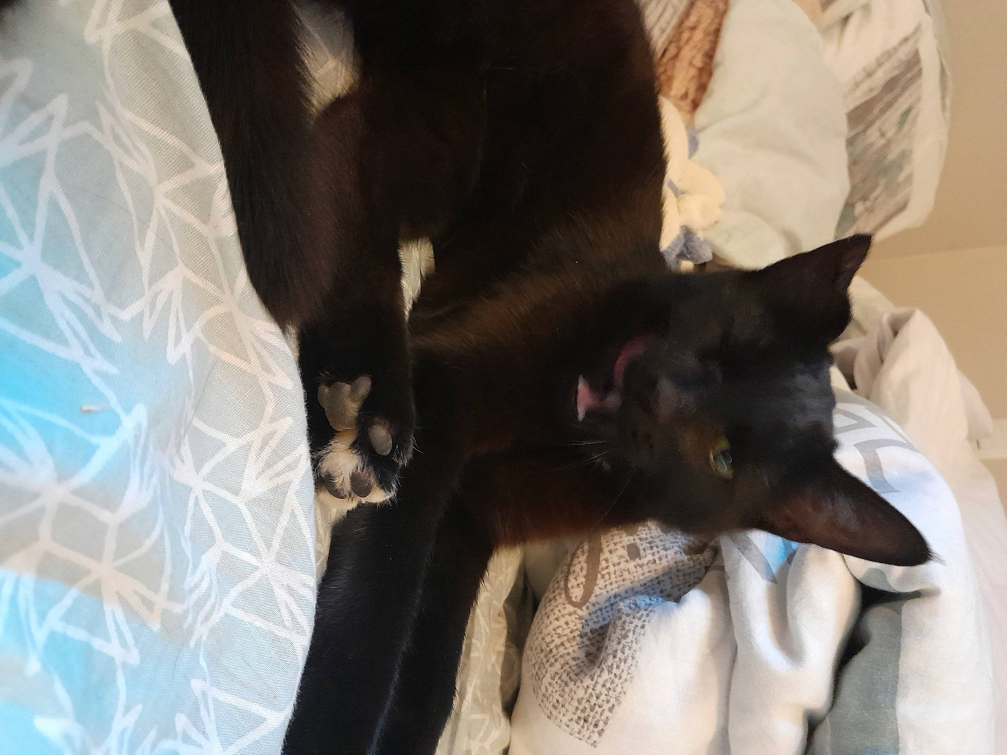 Saïko a rejoint le concours — aidez-le/la à gagner de superbes lots ! black_cat, canidae, carnivore, comfort, companion_dog, dog, dog_breed, domestic_short_haired_cat, ear, fawn, felidae, fur, linens, sleeve, small_to_medium_sized_cats, snout, sporting_group, tail, whiskers, working_animal