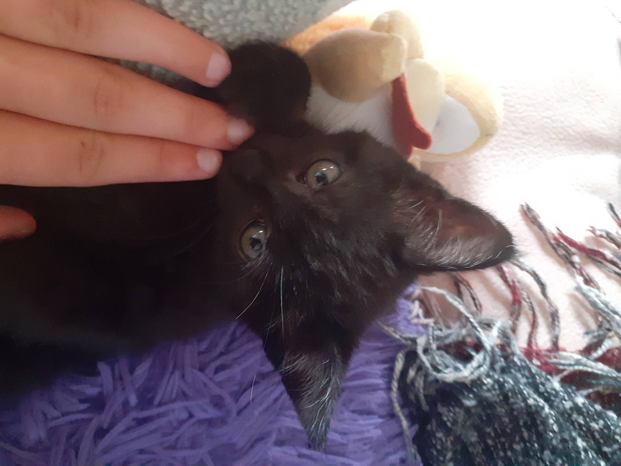 Saïko participe au concours pour gagner de l'argent avec cette photo : black_cat, carnivore, cat, comfort, companion_dog, dog_breed, domestic_short_haired_cat, ear, fawn, felidae, finger, fur, gesture, hand, liver, nail, small_to_medium_sized_cats, tail, thumb, whiskers